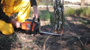 Anaconda, MT Tree Removal and Landscaping Services Company